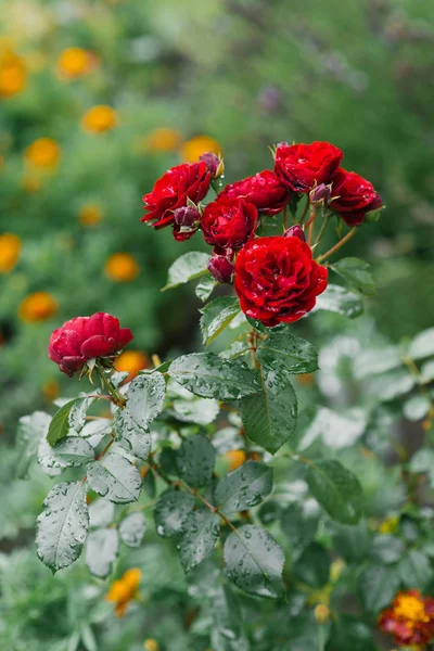 Czerwone Mini Róże Deszczu Ogrodzie — Zdjęcie stockowe