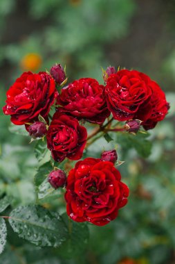 Dallı kırmızı güller yağmur sonrası su damlalarıyla