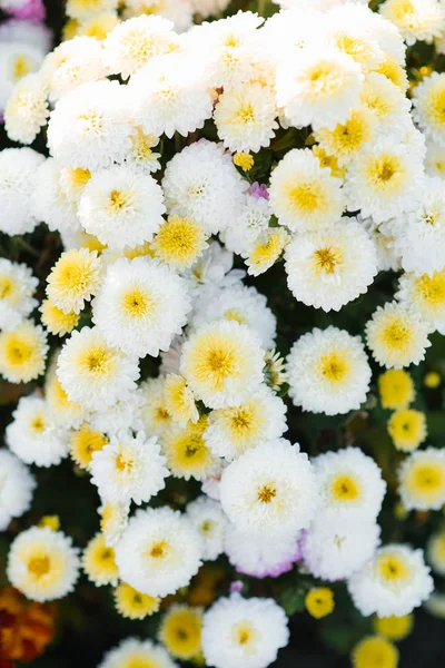 Vit Höst Krysantemum Blommar Trädgården — Stockfoto