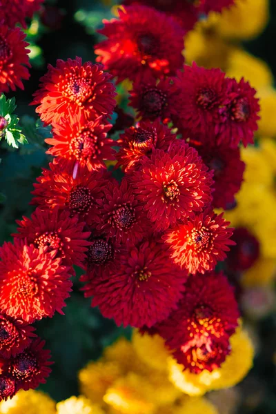 Червоні Осінні Хризантеми Цвітуть Саду Тлі Жовтих Хризантем — стокове фото