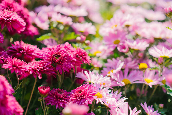 Pink and purple autumn chrysanthemums bloom in the garden