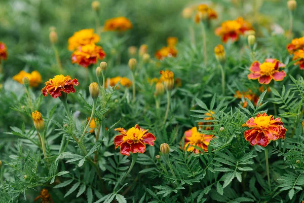 Квіти Чорнобривців Цвітуть Саду — стокове фото