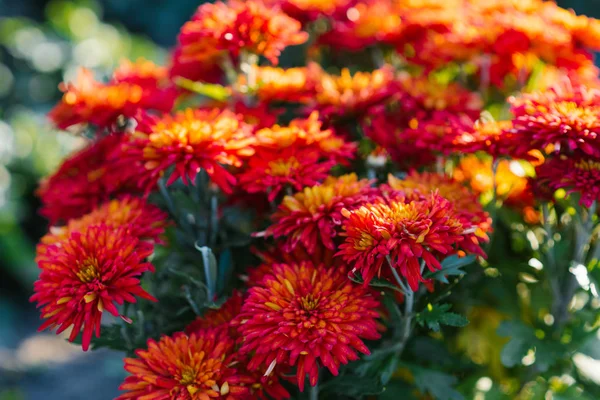 Красиві Яскраво Червоні Квіти Хризантем Фермі — стокове фото