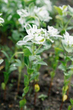 Mutluluk çiçekleri bir serada ya da bir yatakta yetişir.