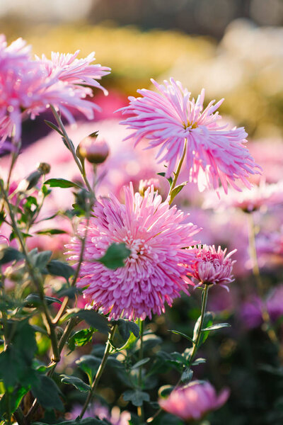 Bright beautiful flowers of pink chrysanthemum that grows in the garden on a Sunny day