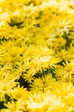 Parlak sarı, güzel kasımpatı çiçekleri bahçede.