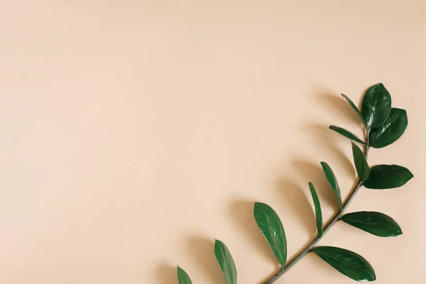 Una Rama Una Planta Tropical Verde Zamiokulkas Sobre Fondo Beige — Foto de Stock