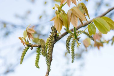 Catkins çiçekleri baharda mavi gökyüzüne karşı bir ceviz ağacında çiçek açar.