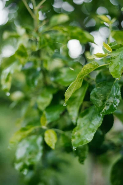 雨の後 アップルは木の枝に葉を残す 葉に雨滴 — ストック写真