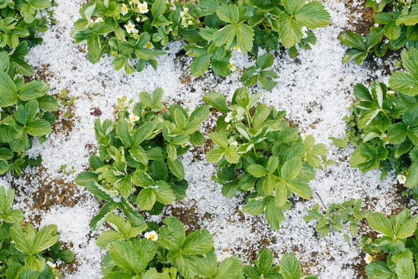 夏の雹で覆われたイチゴの茂み — ストック写真