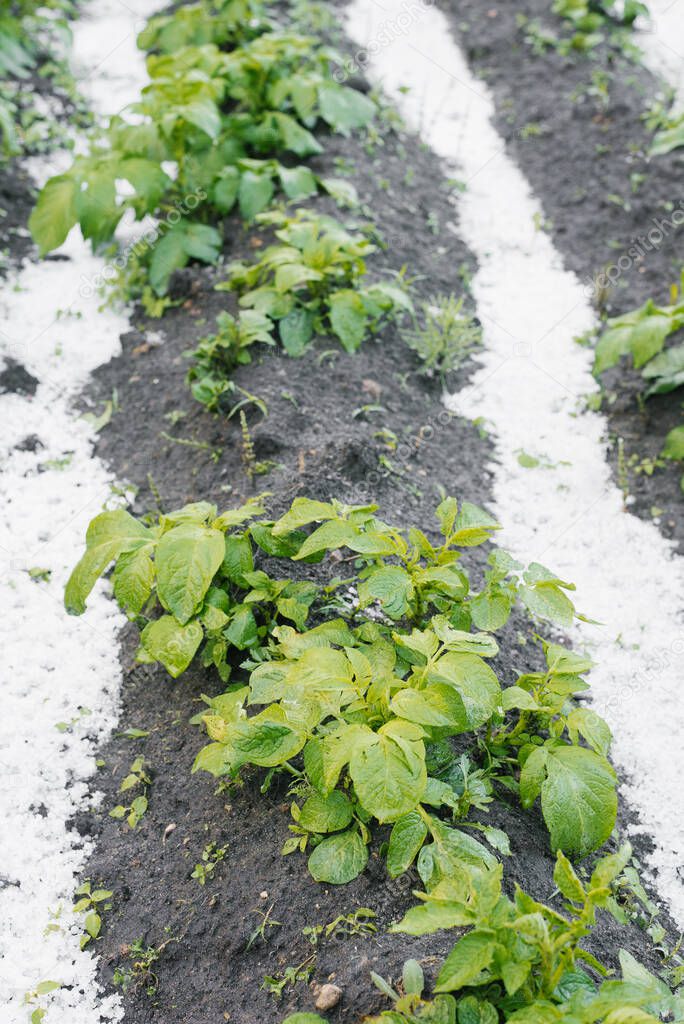 Potato bushes grow in the garden, covered with a layer of fallen hail in bad weather in summer