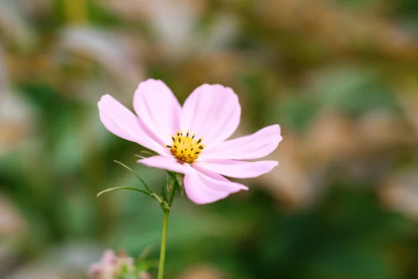 夏の庭でピンクの化粧品の花を閉じます — ストック写真