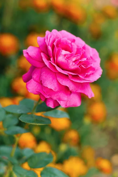 Rosa Púrpura Flores Grandes Florece Jardín Verano — Foto de Stock
