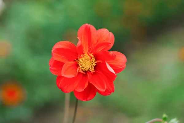 Flor Laranja Dahlia Jardim Verão — Fotografia de Stock