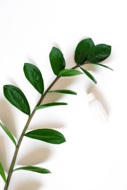 Kompozisyonu bir dal zamiokulka ve yüz veya vücut için bir şişe krem ile bembeyaz bir arka plan üzerinde eller veya ayaklar için düzleştirdi. Spa tedavileri ve organik kozmetik ürünleri kavramı