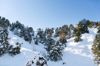 Güneşli havada dağların ve kış ormanlarının güzel kış manzarası