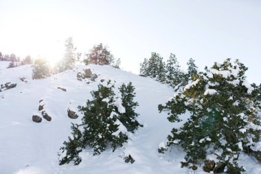 Özbekistan 'da kar ve ormanla kaplı tepeler, Tian Shan. Dağlarda kış manzarası