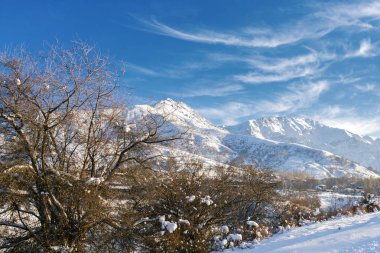 Tien Shan dağlarında. Özbekistan 'da güzel bir kış manzarası. Kar ağaçları, dağları kaplar.