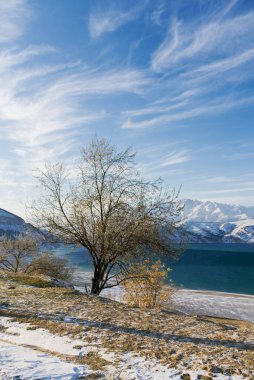 Özbekistan 'da kışın Charvak rezervuarı ve yalnız bir ağaç. Güzel kış manzarası. Orta Asya 'daki Tien Shan dağ sistemi. Ülkenin kartı.