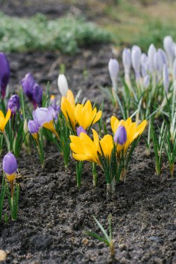 Bir çayırda çiçek açan mor ve sarı Crocus çiçeklerinden oluşan bir grup ile güzel bir bahar arkaplanı: ilkbaharda parlak güneşin altında güzel bir timsah grubu