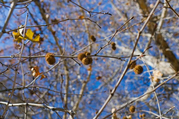 秋になると木の枝にシモアの実が付き — ストック写真