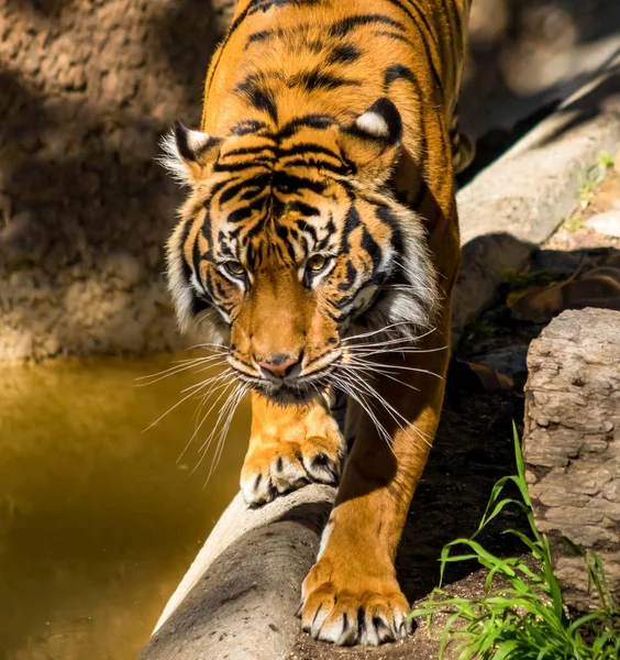 Close View Sumatran Tiger Pacing Los Angeles Zoo — Stock Photo, Image