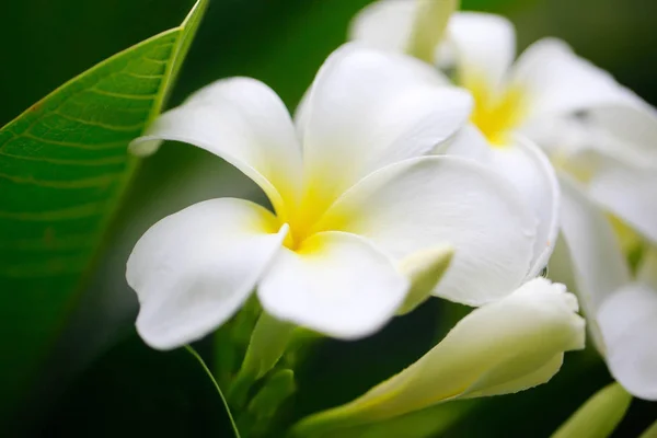 Plumeria flowers in soft dim light is beautiful on natural background