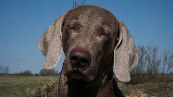 目を閉じた面白い犬 — ストック写真