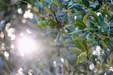 Zeytin ağacı zeytin, güneş ışığı ile