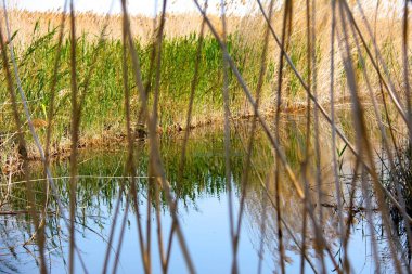 Sonbahar, sakin nehirde Pego-Oliva Marjal sulak alan doğal park