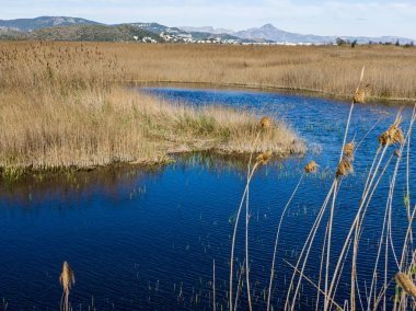 Panoramik sulak doğal park La Marjal Pego ve Oliva, İspanya. Bazı sazlık ön planda