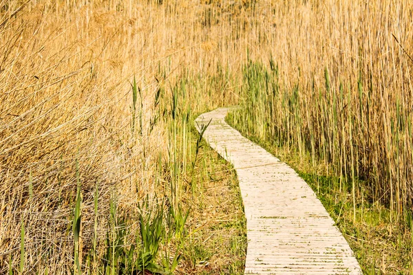Wooden path through the reeds in the Pego-Oliva Marjal wetland n