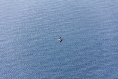 Akdeniz, Calpe, İspanya üzerinde uçan martı