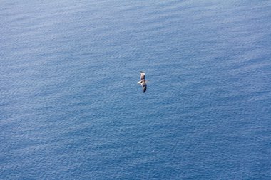 Akdeniz, Calpe, İspanya üzerinde uçan martı