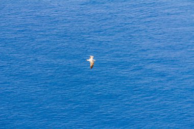 Akdeniz, Calpe, İspanya üzerinde uçan martı