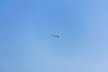 Akdeniz, Calpe, İspanya üzerinde uçan martı