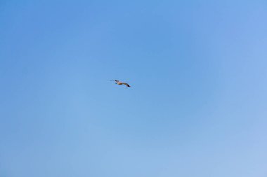 Akdeniz, Calpe, İspanya üzerinde uçan martı