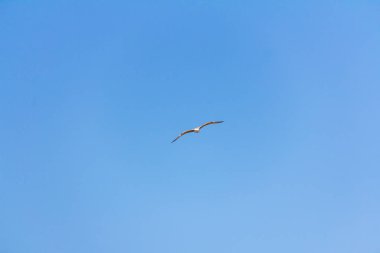 Akdeniz, Calpe, İspanya üzerinde uçan martı