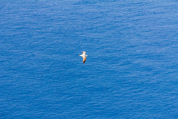 Uma gaivota voando sobre o mar Mediterrâneo, em Calpe, Espanha — Fotografia de Stock