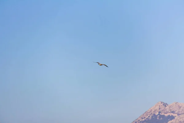 Uma gaivota voando sobre o mar Mediterrâneo, em Calpe, Espanha — Fotografia de Stock