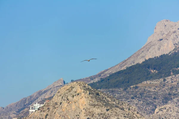 Calpe, İspanya dağ üzerinde uçan martı — Stok fotoğraf