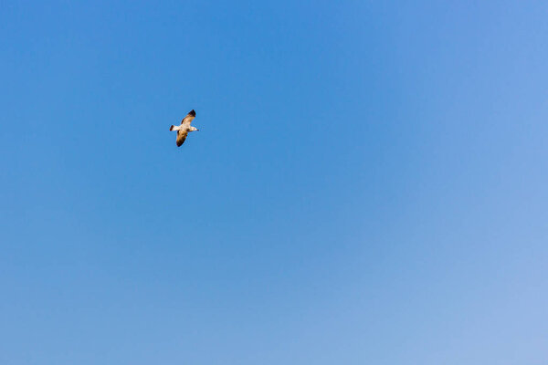 A seagull flying over the mediterranean sea, in Calpe, Spain