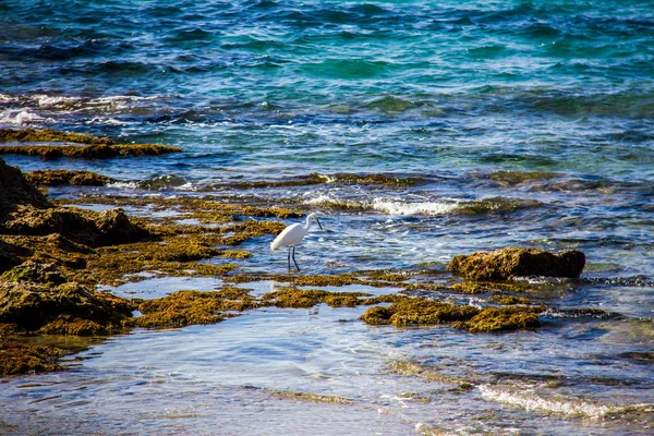 Uma garça branca, ardea alba, na praia de Calpe, Espanha — Fotografia de Stock