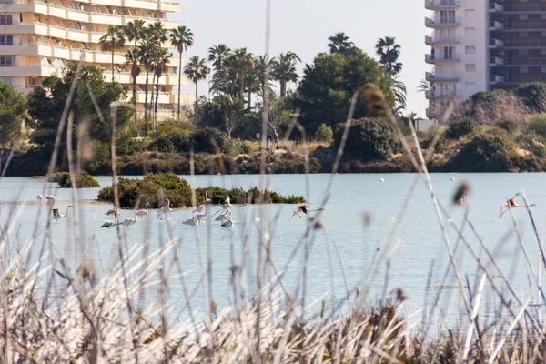 Nature park of Las Salinas lake in Calpe, Spain, with some flamingos. The city is on the background.