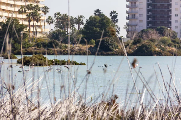 Nature park of Las Salinas lake in Calpe, Spain, with some flamingos. The city is on the background. — Stock Photo, Image