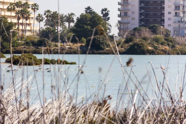 Nature park of Las Salinas lake in Calpe, Spain, with some flamingos. The city is on the background. — Stock Photo, Image