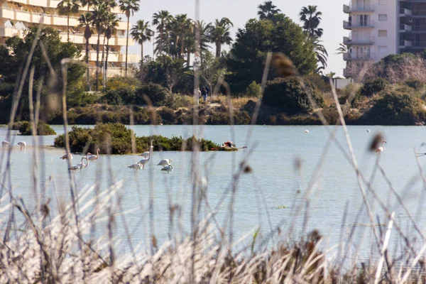 Nature park of Las Salinas lake in Calpe, Spain, with some flamingos. The city is on the background. — Stock Photo, Image