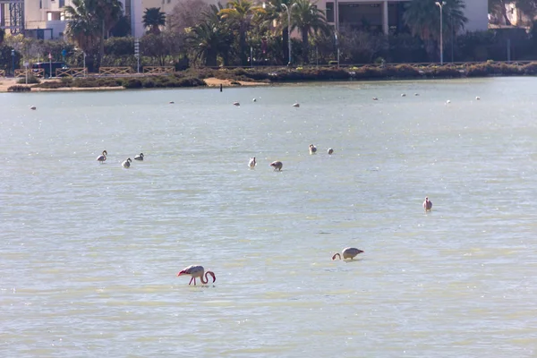 Nature park of Las Salinas lake in Calpe, Spain, with some flamingos. The city is on the background.