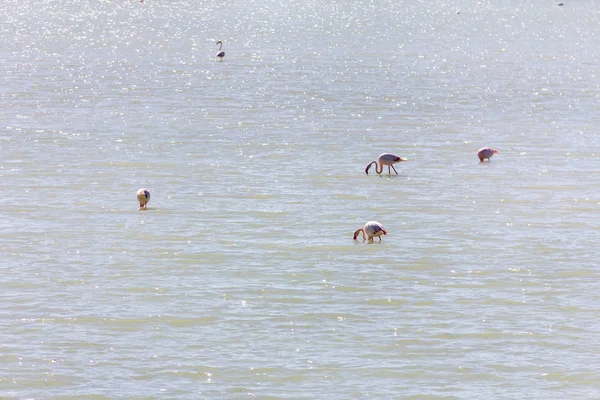 Nature park of Las Salinas lake in Calpe, Spain, with some flamingos. The city is on the background.