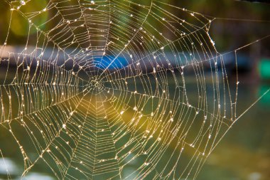 Gün batımında örümcek ağı nın kapatılması